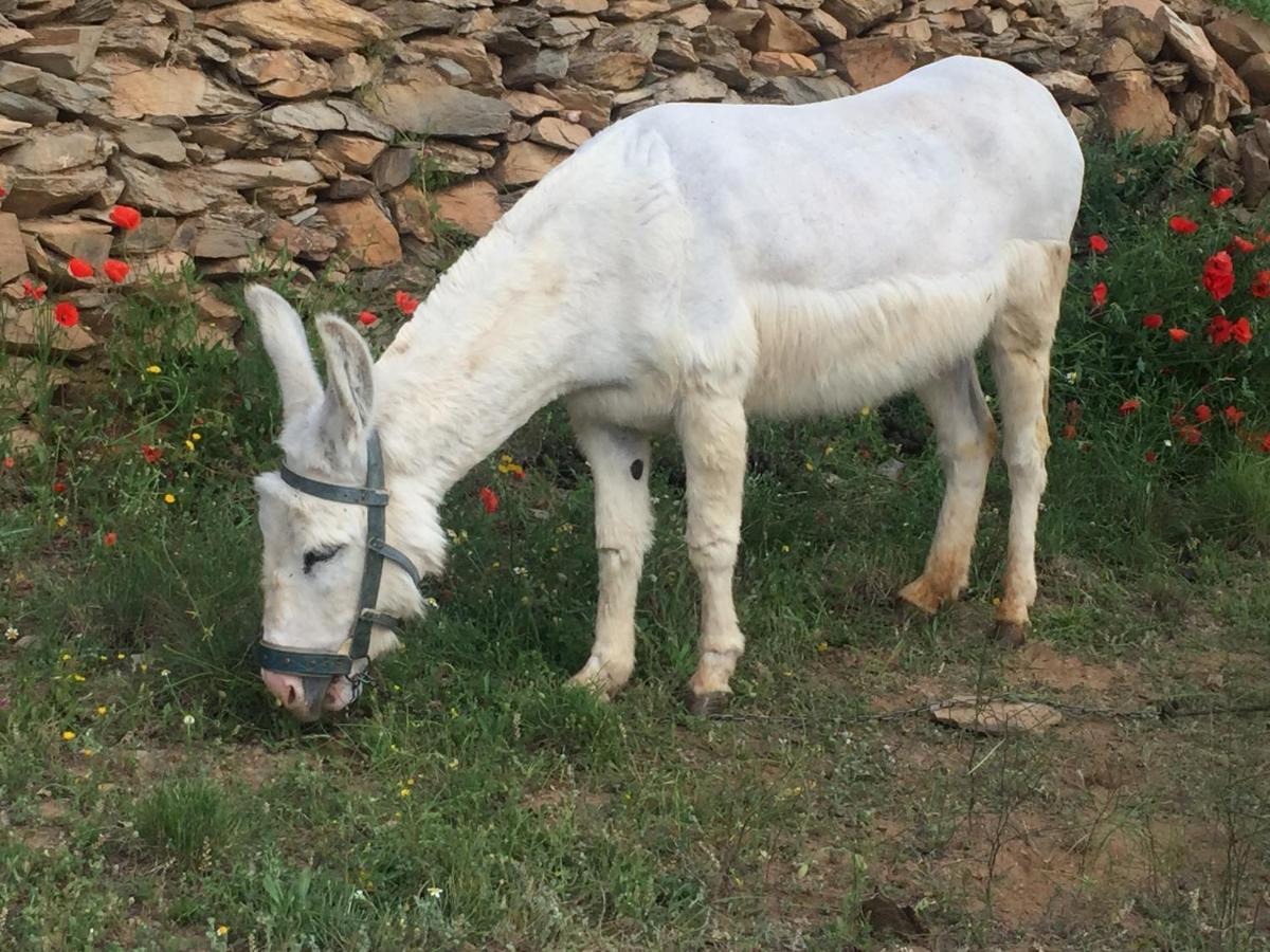 Reul Alto Cortijos Rurales Casa de hóspedes Laroya Exterior foto