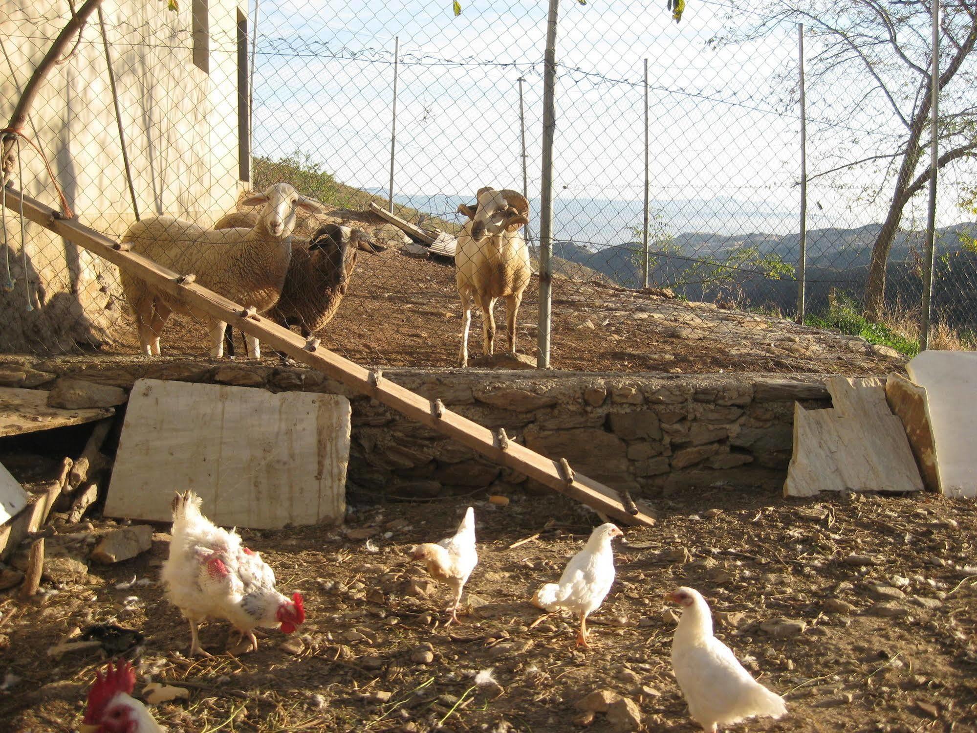 Reul Alto Cortijos Rurales Casa de hóspedes Laroya Exterior foto